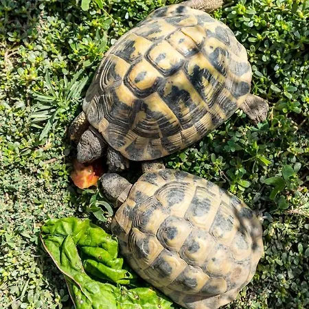 La Maison Des * 멍똥