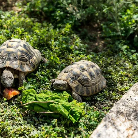 La Maison Des Menton