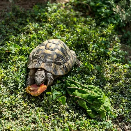 La Maison Des Menton