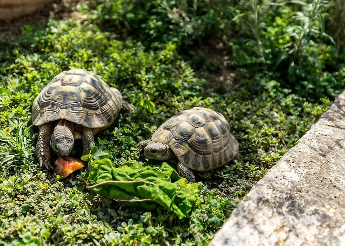 La Maison Des Menton