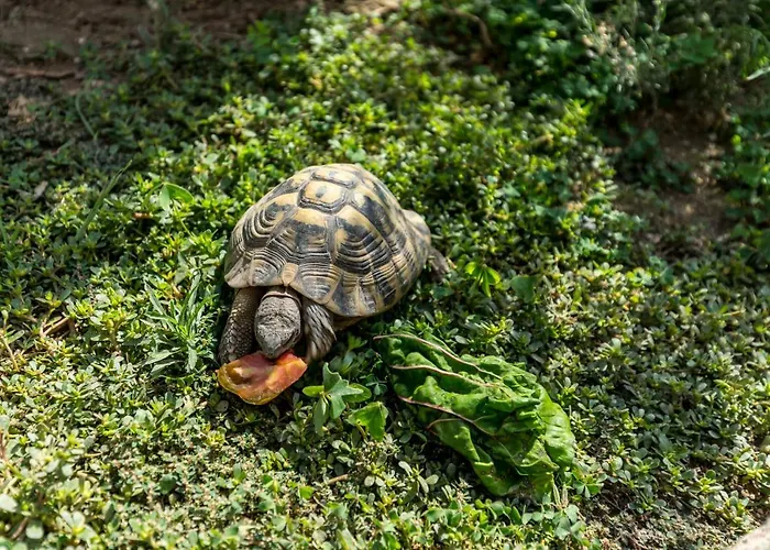 La Maison Des مينتون