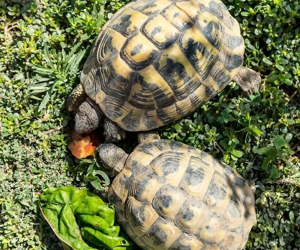 La Maison Des * مينتون